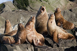 Sea Lion Choir
